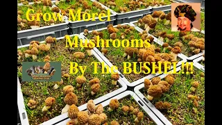 Grow Your Own Morel Mushrooms by the Bushel! DIY, Proven, Documented Methods, even Indoors!