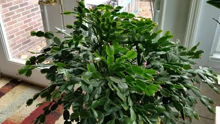 Thanksgiving and Christmas Cactus Care: Update On How I Grow Them