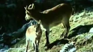 Eagle drags goats off cliff, amazing video   MostWeird com