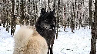 Долгожданное событие, как мы Волка Акелу выпускали на свободу.