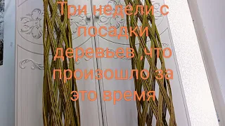 Прошло три недели после плетения ивовых деревьев. Смотрим как отросла шапочка и чистим ствол