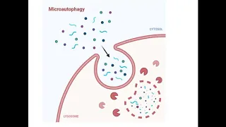 AUTOPHAGY|CELL PROTEIN DEGRADATION| BIOLOGY PATHWAY|CELLULAR SIGNALLING