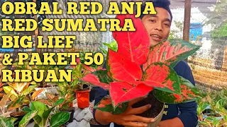 TURUN DRASTIS‼️PROMO PAKET AGLONEMA KOLEKSIAN MULAI 50 RIBUAN SAJA PASTI MURAH PAS DIKANTONG 🤗