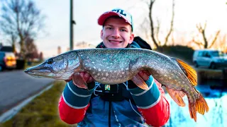 VISSEN OP SNOEK in de polder met LIVE AANBETEN