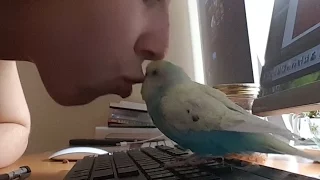 Happiest budgie gets kisses - Syrup the Budgie