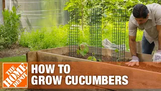 How to Grow Cucumbers | Planting Cucumbers | The Home Depot