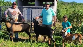 VENDE-SE CABRITOS DA RAÇA LEITEIRA E CABRAS PRODUZINDO LEITE E NOVINHAS SE CABRAS.