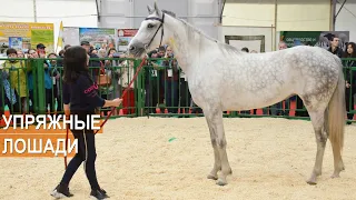 Упряжные лошади. Выставка Золотая Осень-2019.