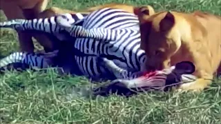 ❗️Shaky Footage❗️Zebra Feast | Eyes Squeezed Out And Eaten Alive...!