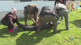 Florida woman, 85, killed in alligator attack
