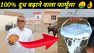 पशुओं का दूध बढ़ेगा 100% No.1 formula || Animal milk will increase 100% No.1 formula