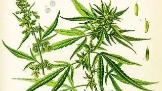 Cannabis Britannica: The rise and demise of a Victorian wonder-drug - Professor James Mills