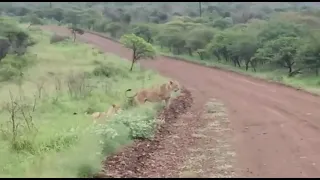 Two lion prides clash at the borders of their territories