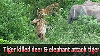 Tiger attack kill deer Vs Elephant attack tiger very rare  video Jim Corbett National Park dhikala