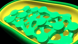 Cell Organelles - Structure and function of chloroplast - 3D model animation