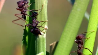 A production line of ants - The Wonder of Animals: Episode 4 Preview - BBC One