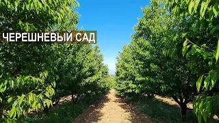 Черешневый сад. Как поливают сад из арыка? Хозяйство Куаныша Мыктыбаева.