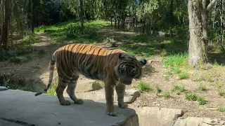 Tiger Trail at San Diego Zoo Safari Park