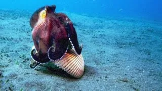 A Sneaky Coconut Octopus Uses Tools to Snatch a Crab 🦀