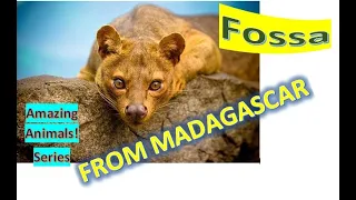 Fossa  facts🦊 largest mammalian carnivore on Madagascar 🇲🇬