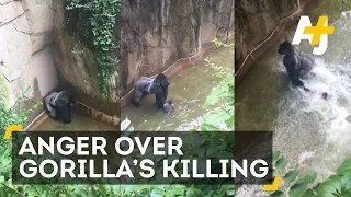 Gorilla Killed After 4-Year-Old Falls Into Enclosure