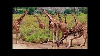 Giraffen Die großen Unbekannten HD Doku 2016