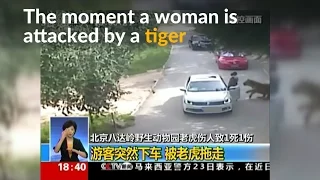 Dramatic footage shows tiger attacking woman in Beijing wildlife park