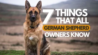 German Shepherd: 7 Things All Owners Know