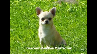 Особенности ДЫХАНИЯ собак породы ЧИХУАХУА 30/05/2022/ ПРОДАЮ щенков чихуа ( Санкт - Петербург )