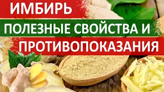 Имбирь полезные свойства и противопоказания