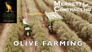 Olive Farming | How Olive Oil Is Made | Olivaylle Estate