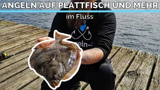 ANGELN auf PLATTFISCH und mehr im Fluss | Die Fische rasten aus