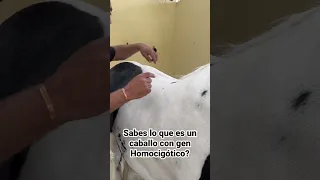 Sabes que es el gen homocigótico?