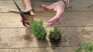 Pruning Small Lavender Plants: Top Tips!! - Lavender World