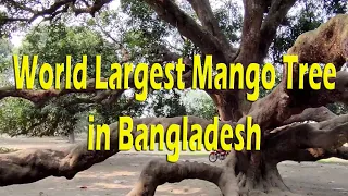 What a great Mango tree | World Largest Mango Tree | The largest Mango tree in Bangladesh