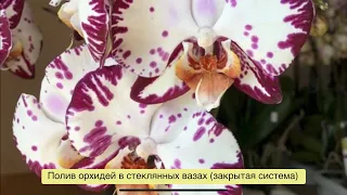 Полив орхидей в закрытой системе (стеклянные вазы)!👀❤️🌸