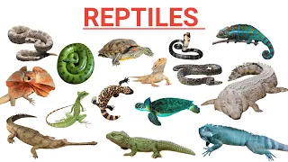 Reptiles !!  Interesting Facts About Some Famous Reptiles !!
