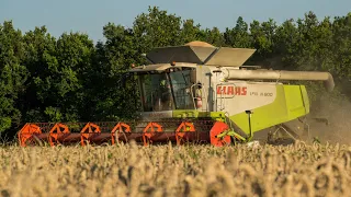 Claas Lexion 600 + coupe V900 à la moisson du blé - SARL Agri-Précision