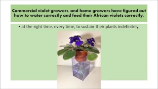 African Violet Fertilizer  West Hollywood, CA - For All Indoor Plants