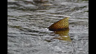 Spokane River Salmon Restoration - Spokane River