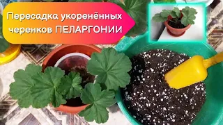 Пересадка укоренённых черенков Пеларгонии (Герани) #пеларгония #цветы #советы #герань #пеларгонии