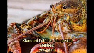 Top 5 Lobster