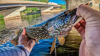 This small Minnesota River is LOADED with Fish! (multi-species)