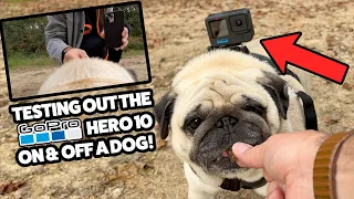 Filming Dogs with GoPro Hero 10