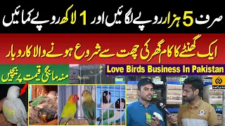 Love birds business in Pakistan - Love Birds Farming Business in Pakistan | Business idea 2023