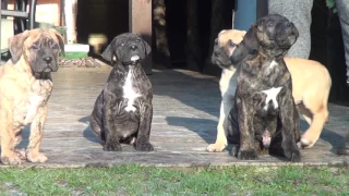 Dogo Canario Welpen aus drei Würfen 10 Wochen, 8,5  Wochen und 8 Wochen Alt, Teil 3.