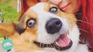 Adorable Corgi Follows Woman Everywhere and Gets Pets From Strangers | Cuddle Buddies