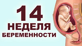 Что происходит с мамой и ребёнком на 14 неделе беременности? 3 месяц беременности. Первый триместр.