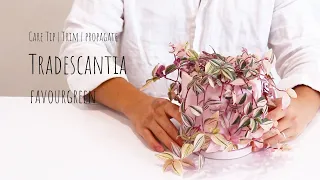 Tradescantia tricolor care Tip | How to grow Wandering jew plant, pruning and propagation