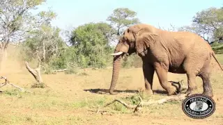 Elephant faces off with White Rhino Rare Footage